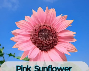 50 Non-GMO Pink Sunflower Seeds: Heirloom Garden Variety