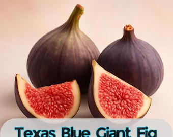100 Seeds Texas Blue Giant Fig Seeds: Easy-to-Grow Edible Fruit