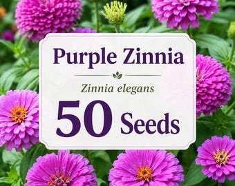 50 Purple Zinnia Seeds: Large Double Bloom Annual Flowers