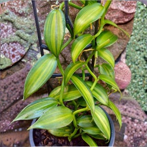 May include: Close-up of a vanilla plant with vibrant green and yellow striped leaves. The plant is in a dark gray pot and supported by a black metal trellis. The background features a mix of brown and green textures.
