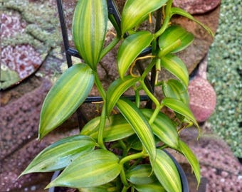 Variegated Vanilla Bean Orchid Live Plant – Vanilla planifolia Variegata in 4” Pot