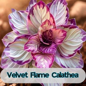 May include: A close-up of a Velvet Flame Calathea plant. The plant features large, patterned leaves with a mix of white, purple, and green hues. The text "Velvet Flame Calathea" is displayed at the bottom of the image.