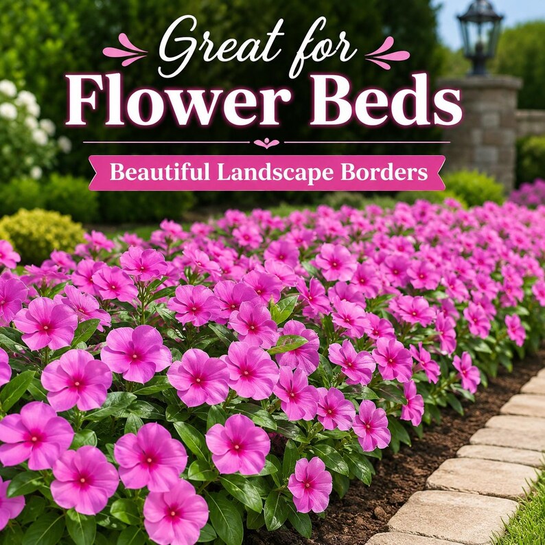 Mass planting of Vinca Cobra Purple flowers creating colorful flower beds and landscape borders.
