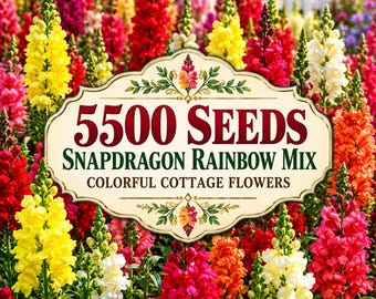5500 Snapdragon Rainbow Mix Seeds | Hummingbird Attracting | Colorful Cottage Garden Flowers