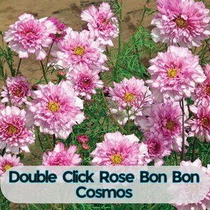 May include: A cluster of Double Click Rose Bon Bon Cosmos flowers in full bloom. The flowers are a soft pink with yellow centers and layered petals. Green foliage surrounds the flowers, creating a vibrant display.