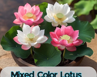 10 Seeds Mixed Color Lotus Seeds: Ornamental Water Garden Plant