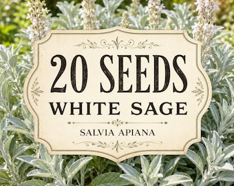 White Sage Seeds (Salvia apiana) | Drought Tolerant Perennial Herb (20 Seeds)