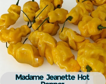 May include: A selection of vibrant yellow Madame Jeanette hot peppers with green stalks. The peppers have an unusual, uneven form and are presented on a white background. The text "Madame Jeanette Hot Pepper" is displayed in a blue and black font.