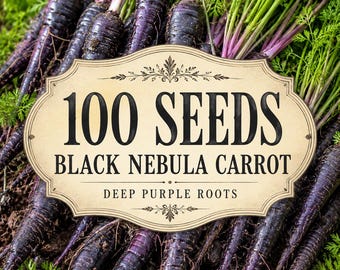 100 seeds Black Nebula Carrot Seeds | Deep Purple Roots, Heirloom Vegetable