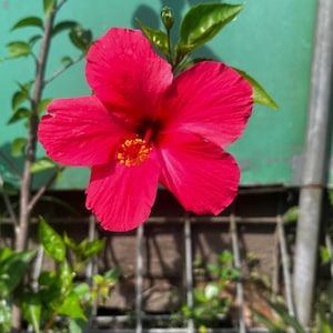 10 Seeds Luna Red Hardy Hibiscus Seeds | Hibiscus moscheutos | Small Bush | Perennial Garden Flower | Showy Red Blooms