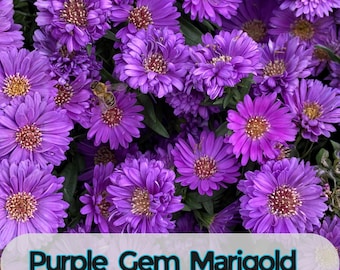 25 Purple Gem Marigold Seeds for Garden Planting