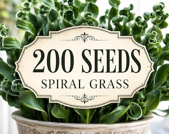 200 Spiral Grass Seeds | Unique Curly Ornamental Plant for Pots, Bonsai, Garden