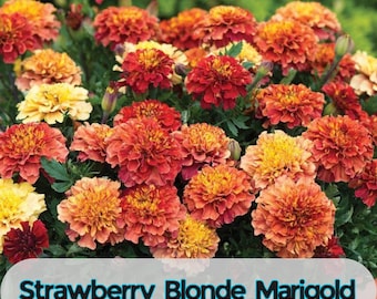 25 Strawberry Blonde Marigold Seeds for Garden Planting