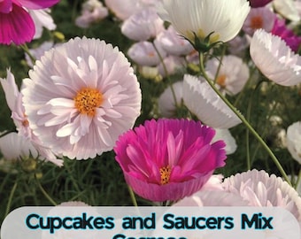 200 Cupcakes and Saucers Mix Cosmos Seeds for Garden