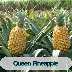Pode incluir: Duas abacaxis Queen maduros, com casca dourada texturizada e coroas verdes espinhosas, crescem entre longas folhas verdes. O texto "Queen Pineapple" aparece na parte inferior da imagem.