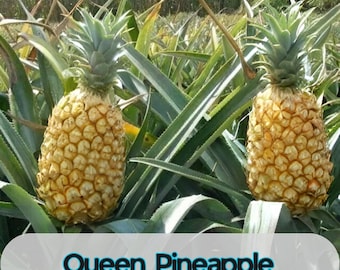 15 Queen Pineapple Seeds for Garden Planting