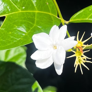 10 Sementes de Jasmim | Flores Perfumadas | Jasminum | Flores de Jardim com Aroma Doce | Planta em Vaso para Interior e Exterior | Fácil de Cultivar