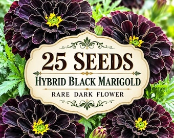 25 Hybrid Black Marigold Seeds: Rare Dark Flower