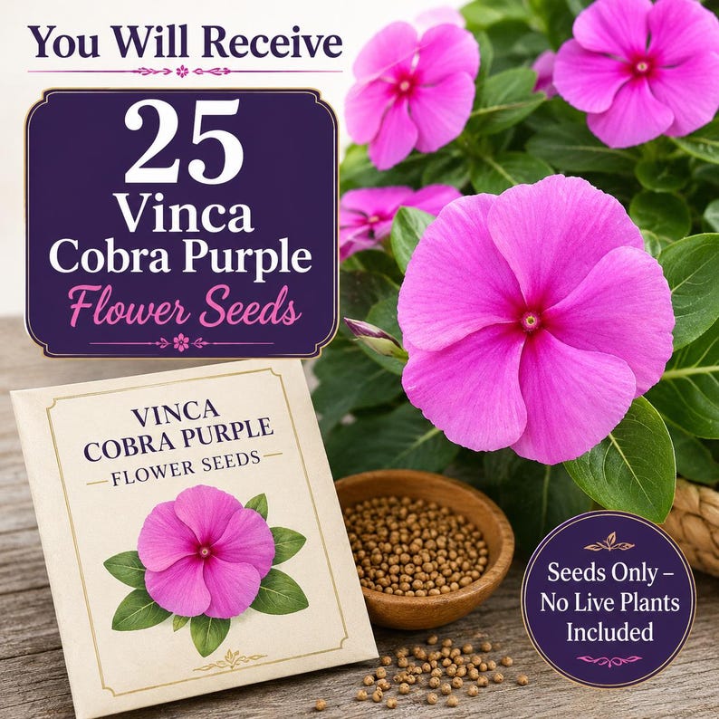 You will receive 25 Vinca Cobra Purple flower seeds packed for ornamental garden planting, seeds only with no live plants included.