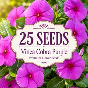 25 Vinca Cobra Purple flower seeds for sunny flower beds, borders, patio containers, and colorful annual garden displays.