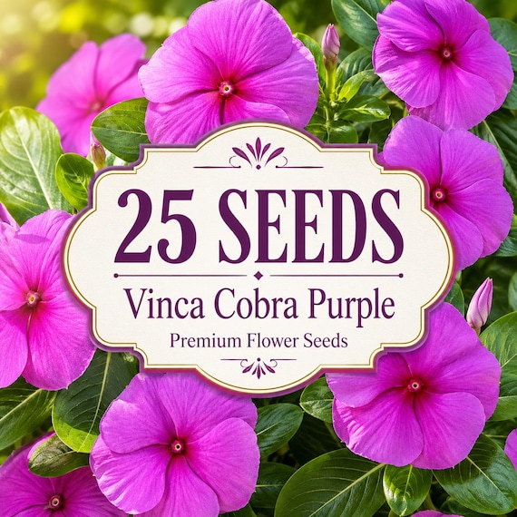 25 Vinca Cobra Purple Seeds, Vibrant Annual Flower, Heat Tolerant Garden Plants