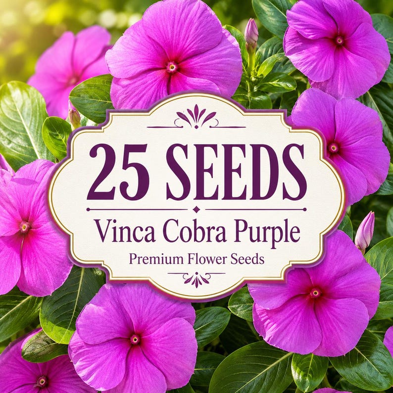 25 Vinca Cobra Purple flower seeds for sunny flower beds, borders, patio containers, and colorful annual garden displays.