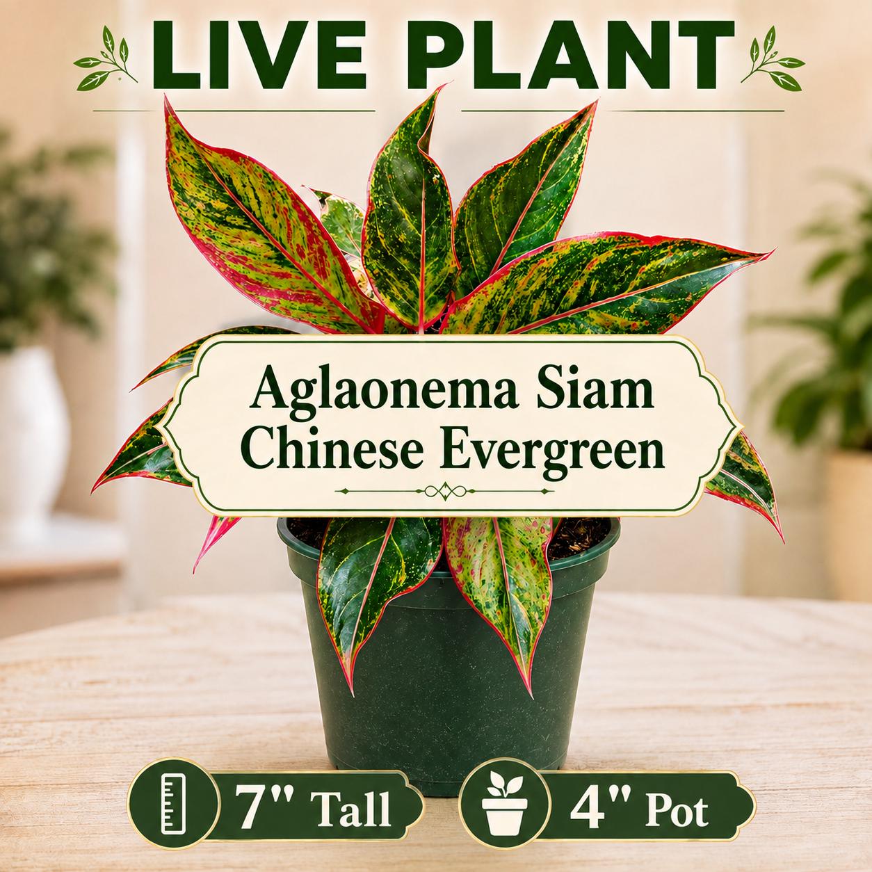アグラオネマ Siam Sombat 大株 ビッグサイズ 希少 Aglaonema siam - Etsy 日本