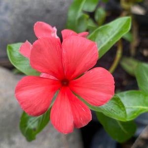 50 Vinca Sunstorm Red Seeds | Annual Flower | Catharanthus roseus | Vibrant Garden Blooms | Easy Grow Ornamental Seeds