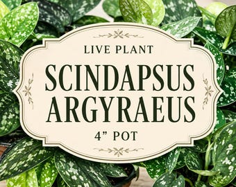 Scindapsus Argyraeus Live Plant in 4" Pot | Silver Pothos | Satin Pothos | Easy Tropical Indoor