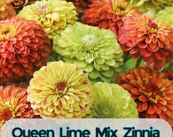 100 Samen der Sorte „Queen Lime Mix“ (Zinnien): Farbenfrohe Gartenblumen