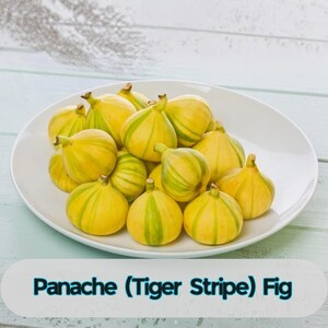 May include: A white plate filled with Panache (Tiger Stripe) figs. The figs are yellow with green stripes. The image is taken from a slightly elevated angle, showcasing the fruit's vibrant colors and textures. The text "Panache (Tiger Stripe) Fig" is at the bottom.