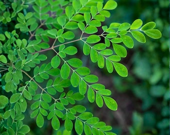 Moringa 20 Seeds | Heirloom Non-GMO Tropical Tree for Edible Gardens