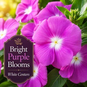 Bright purple Cobra Vinca flowers with contrasting white centers blooming beautifully in a sunny summer garden.