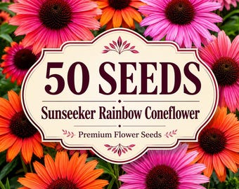 50 Sunseeker Rainbow Coneflower Seeds, Echinacea Flower Seeds, Perennial Cottage Flowers, Pollinator Friendly Blooms