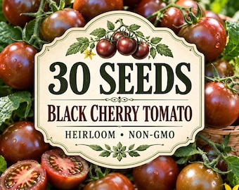 30 Black Cherry Tomato Seeds  | Dark Purple Tomato | Vegetable Garden for Planting