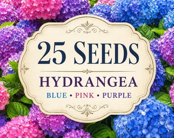 25 Blue Pink Purple Hydrangea Seeds | Colorful Perennial Flower Seeds | Garden for Planting