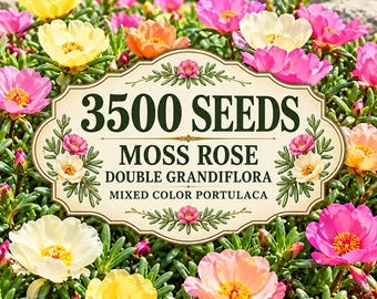 3500 Moss Rose Double Grandiflora Seeds | Mixed Color Portulaca | Groundcover Flowers | Easy Grow Annual