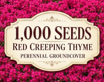1,000 Red Creeping Thyme Seeds | Perennial Ground Cover | Non-GMO Seeds | Lawn Alternative | Pollinator Friendly