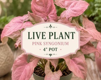 Pink Syngonium Plant – Rosy Arrowhead Vine (4" Pot)