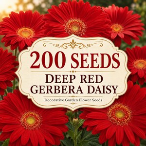 200 Deep Red Gerbera Daisy Seeds, Ornamental Garden Flower, Pots, Borders, Cut Flower Gardens