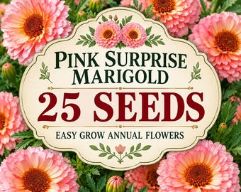 Pink Surprise Marigold Seeds, Blush Peach Annual Flowers (25 Seeds)