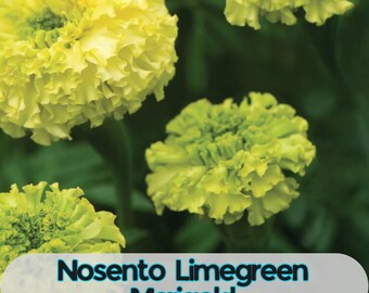 25 Seeds Limegreen Marigold Seeds: Unique Bloom, Easy Grow