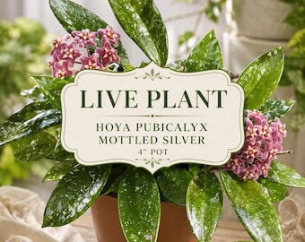 Hoya Pubicalyx Mottled Silver Live Plant, 5" Tall, 4" Pot