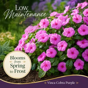 Low-maintenance Vinca Cobra Purple flowers producing continuous blooms from late spring through frost.