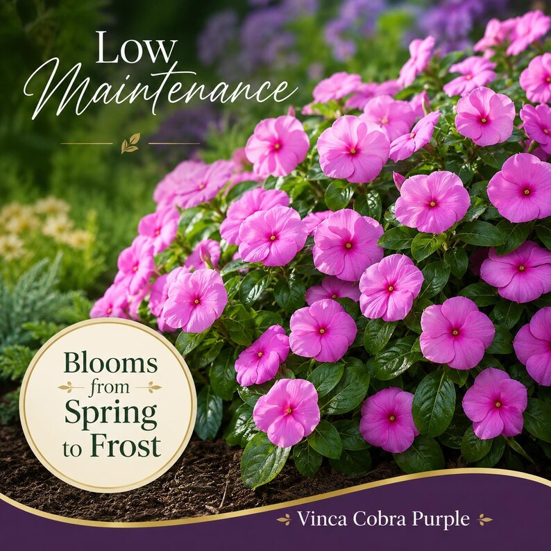 Low-maintenance Vinca Cobra Purple flowers producing continuous blooms from late spring through frost.