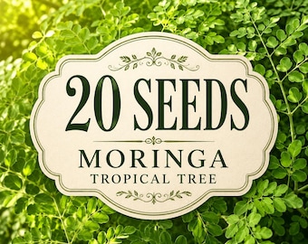 20 Moringa Oleifera Seeds | Fast-Growing Tropical Edible Tree (Seeds Only)