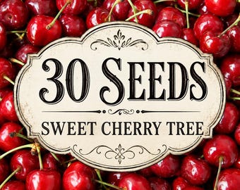 30 Sweet Cherry Tree Seeds | Prunus avium, Home Orchard Planting