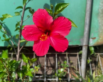 100 graines d'hibiscus rouge : fleurs de jardin tropical, arbuste vivace