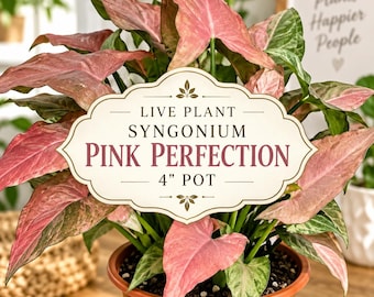 Syngonium Pink Perfection Live Plant in 4" Pot | Pink Arrowhead Houseplant | Rare Variegated
