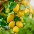 Sfusato Amalfitano / Italian Lemon Rare Organic Seeds High Germination Seeds from Ceylon product logo